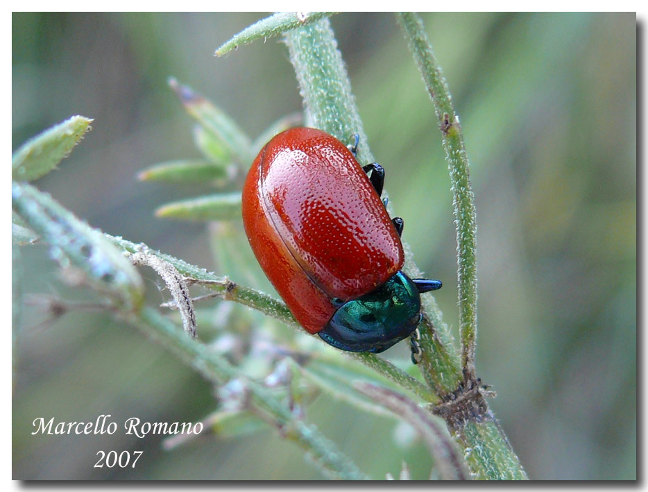 Chrysolina grossa (Chrysomelidae): caratteri distintivi